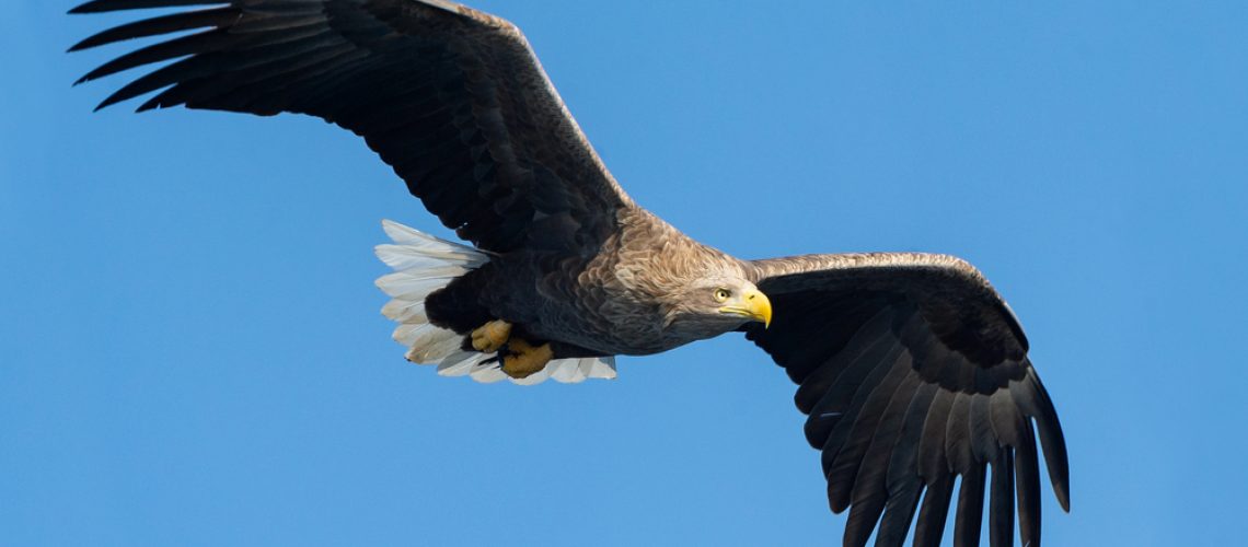 Hunting eagle