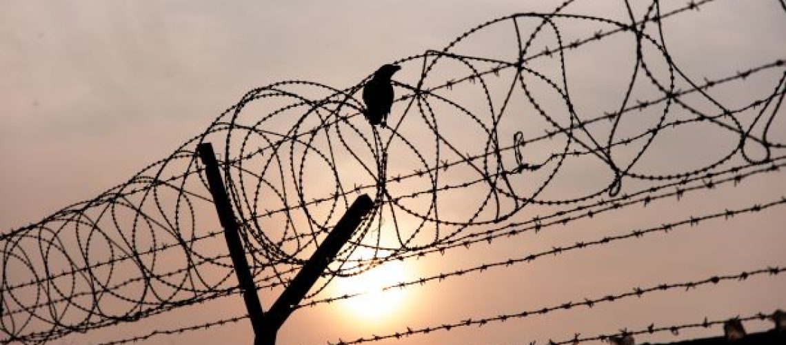 barbed wire & bird